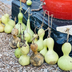 Calabash Bottle Gourd Seeds