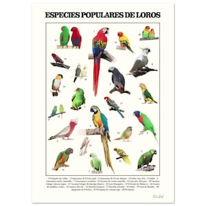 Poster of painting of species and types of loros / poster of species of birds / wall art / poster of types of animals.