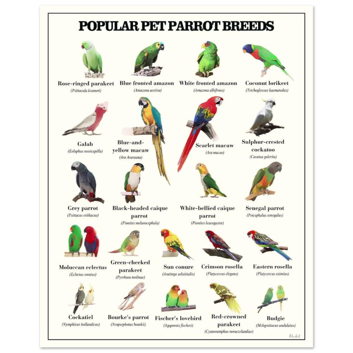 Parrot Breeds Painting Poster / Birds Species Poster / Wall Art ...