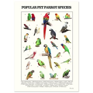 Poster di pittura di specie di pappagalli / poster di specie di uccelli / poster artistico di tipo animale