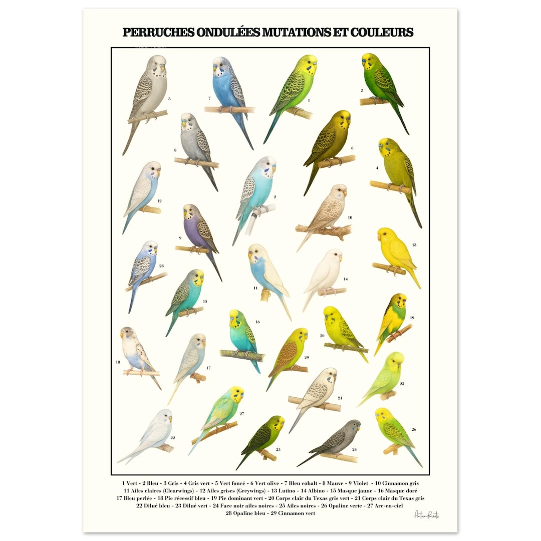 Mutation Examples Bird Drawings of Mutations and Colors of Budgerigars / Budgies / Art ...