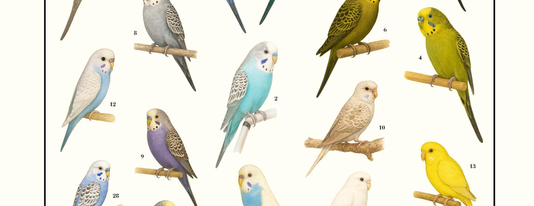 Budgie Mutations and Colors Poster – Parrot Wall Decor – Budgerigar ...