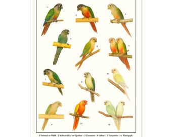 Green Cheek Conures parrot mutation Poster – Parrot Species Chart – naturalist drawings – Conures Wall Art