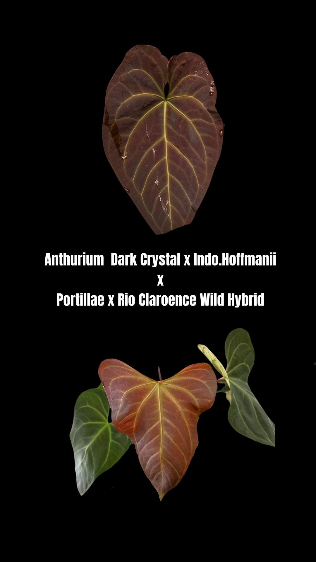 Anthurium Portillae X - Etsy