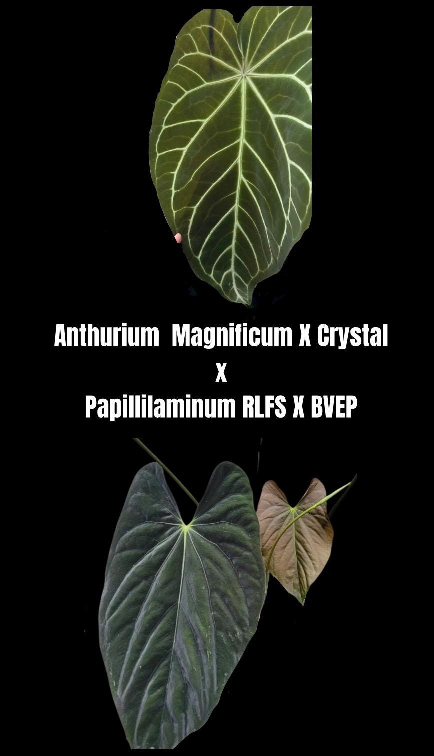 Anthurium Papillilaminum X Bvep - Etsy