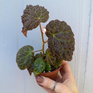 Begonia Ruby Dragon 3.5” - GROWERS CHOICE
