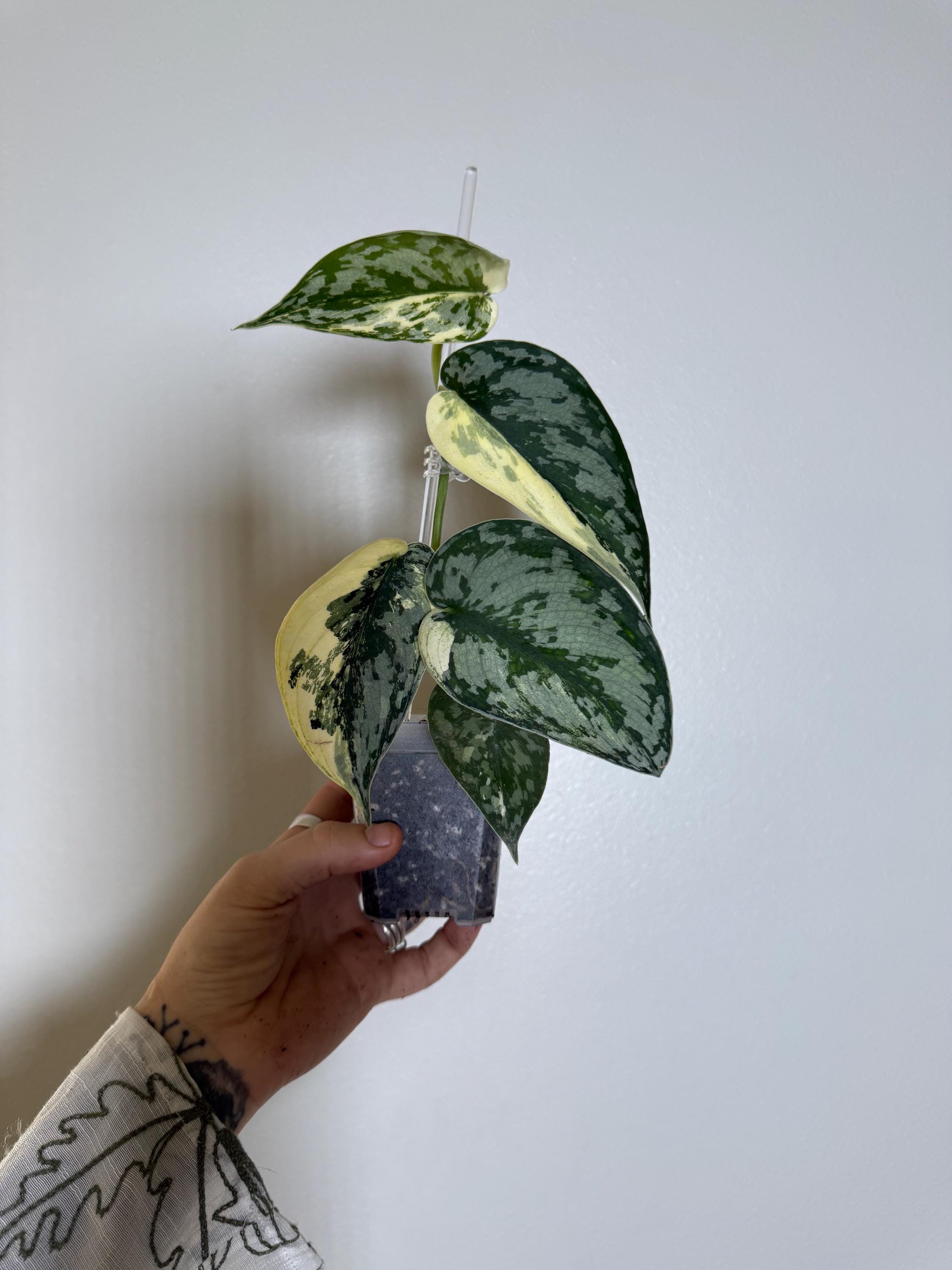 Scindapsus Mariposa - Etsy