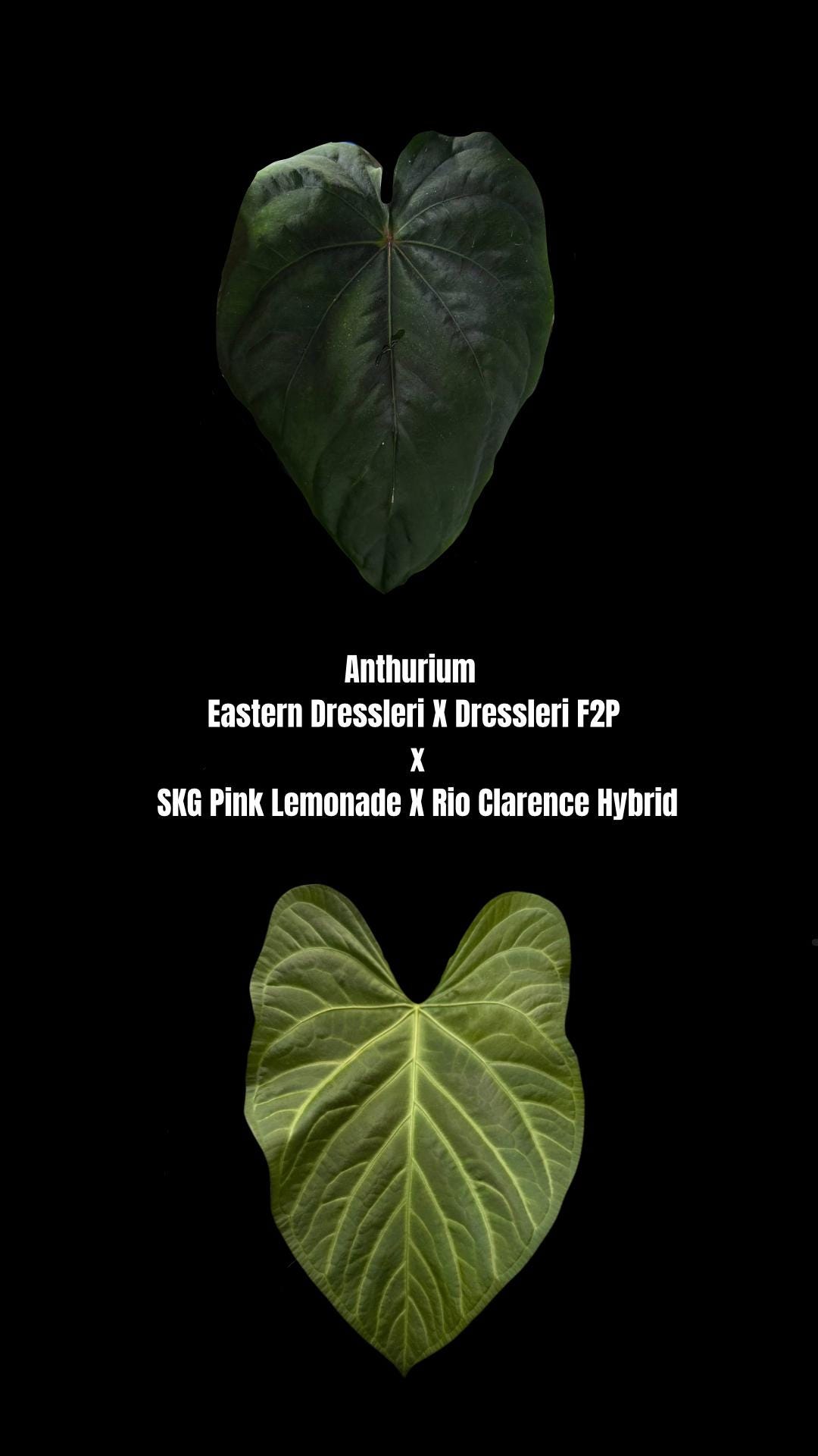 Anthurium ( Eastern Dressleri X Dressleri F2P ) X ( SKG Pink