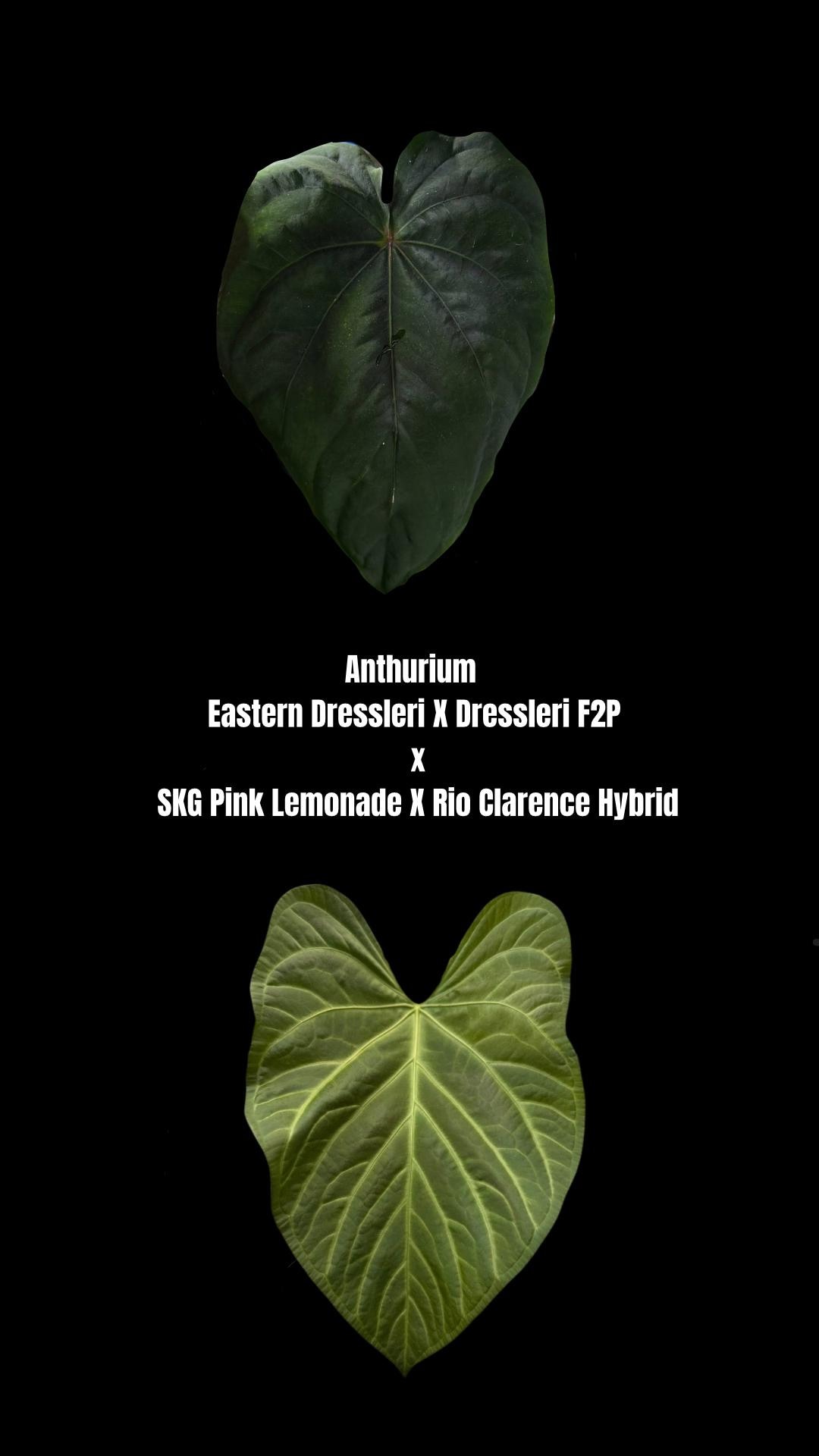 和*様 Anthurium eastern dressleri X Bloodm Anthurium Eastern Dressleri x (Papillilaminum FS x RL