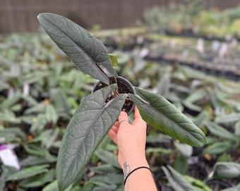 Alocasia Scalprum   4”  *GROWERS CHOICE*