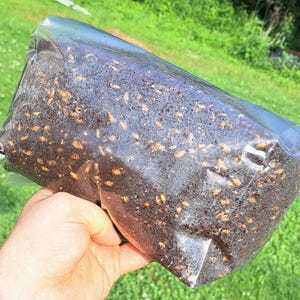 May include: A clear plastic bag filled with dark brown and tan material, possibly soil or a growing medium. The bag is held in a hand against a backdrop of green grass and foliage.