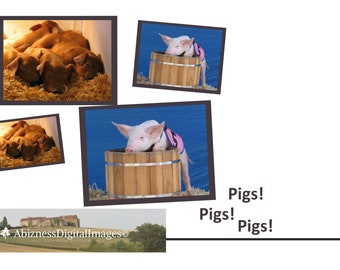 Farm Animals -PIGS - Piglets - Artisan Greeting Cards - Photo - ALL OCCASION - Colored outside and Blank inside