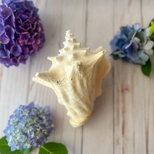 May include: A large, cream-colored seashell with a spiral top rests on a light wood surface, surrounded by vibrant purple and blue hydrangea flowers and green leaves. The seashell is the focal point, showcasing its natural texture and form.