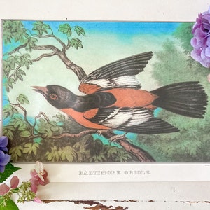 Vintage Currier and Ives “Baltimore Oriole” Print
