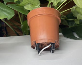 zinnien saatgut Zinnie, Einfach gemischt Selektion Z (einjährig) Bio Saatgut main image 0