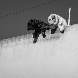 May include: Two dogs, one black and one white, are perched on a concrete wall, looking out at the horizon. The black dog is on the left, and the white dog is on the right. Both dogs have their heads turned to the side, as if they are looking at something in the distance.