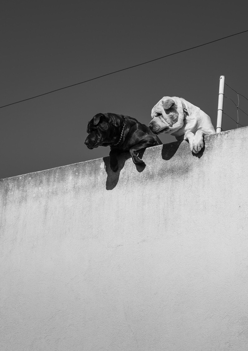 May include: Two dogs, one black and one white, are perched on a concrete wall, looking out at the horizon. The black dog is on the left, and the white dog is on the right. Both dogs have their heads turned to the side, as if they are looking at something in the distance.