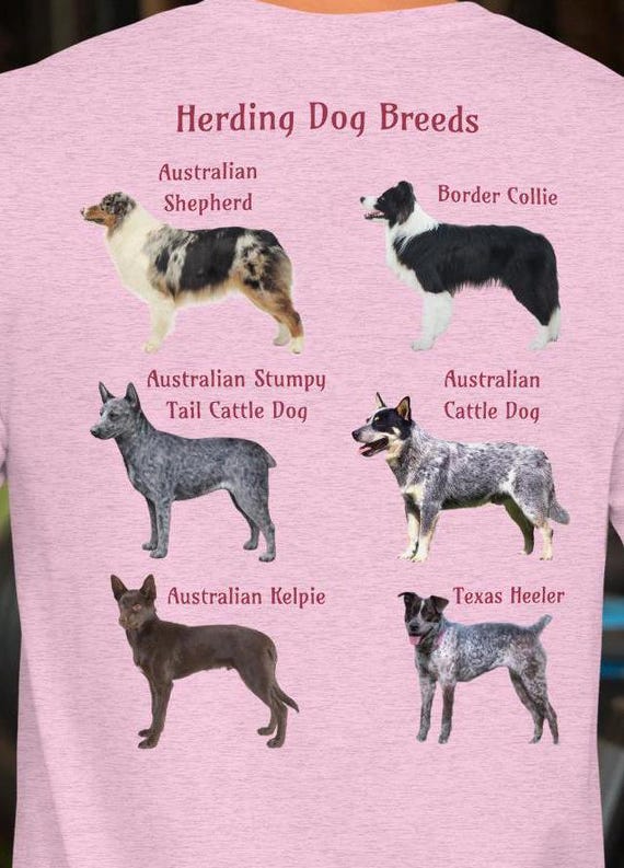 Cattle Border Collie Umbrella Cattle Border Collie Umbrella