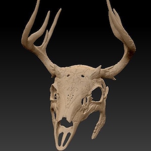 May include: A detailed 3D model of a deer skull with antlers. The skull is textured with intricate details and the antlers are curved and pointed.