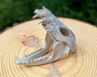 Opossum skull replica