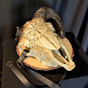 Schouderpantser schedel/hoorn van ram