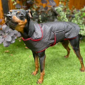 Könnte beinhalten: Ein schwarzer und roter Hundemantel auf einem Hund, der auf grünem Gras steht. Der Mantel ist gesteppt und hat rote Paspeln. Der Hund hat schwarzes und braunes Fell.