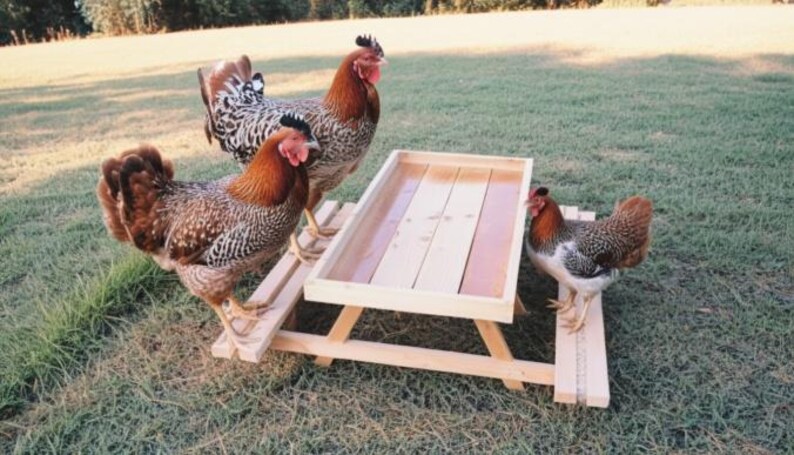 DIY Chicken Picnic Table Plans: Backyard Poultry Project (digital ...