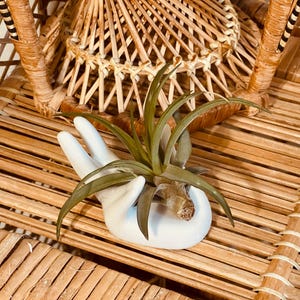 Ceramic Hand + Air Plant