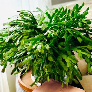 Schlumbergera - Christmas/Thanksgiving Cactus