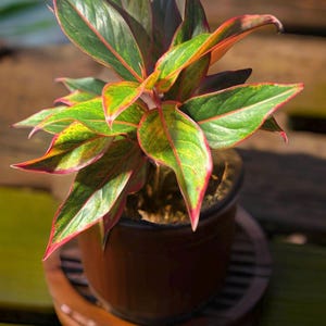 Chinese Evergreen Pink