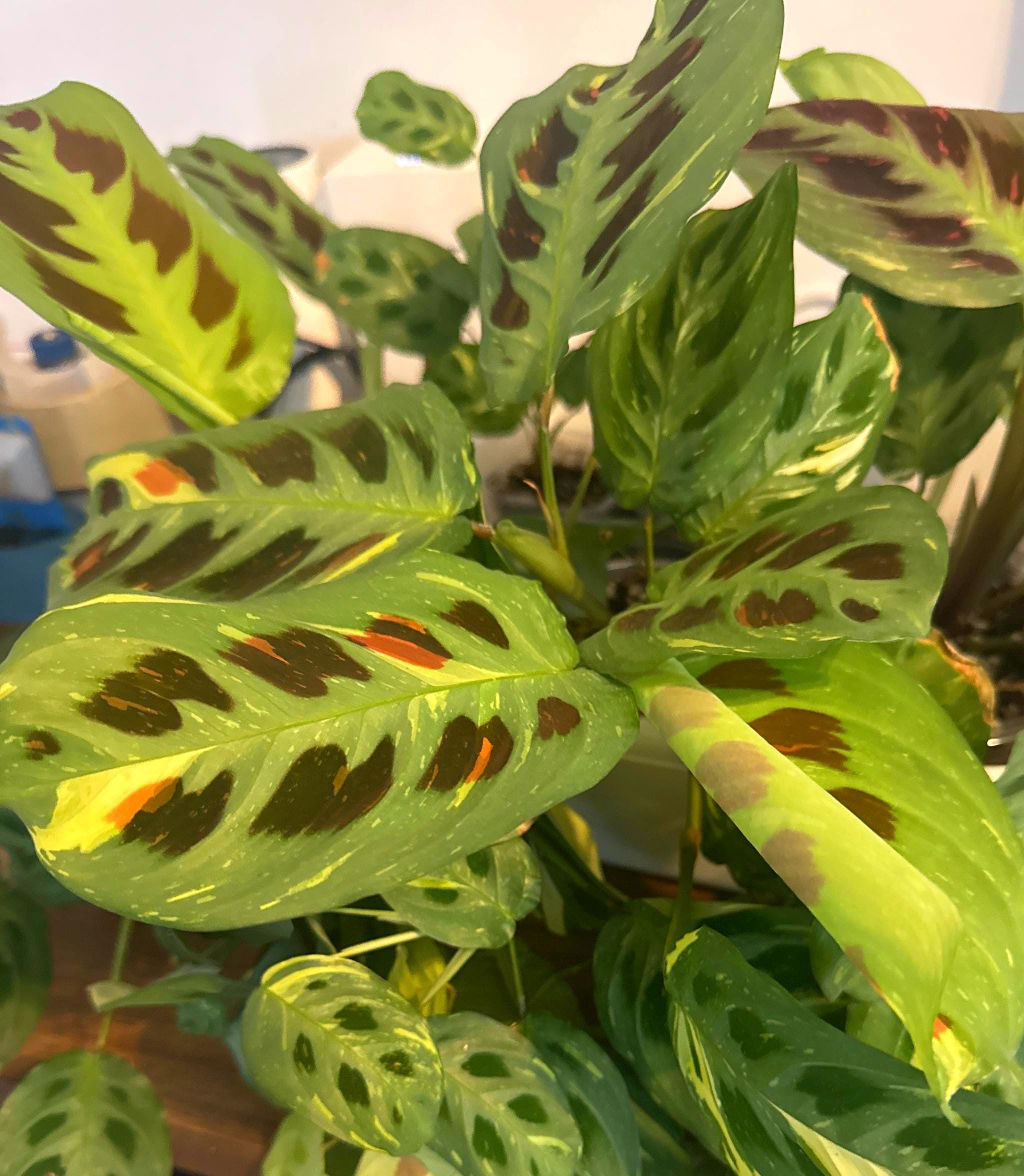 swiss cheese vine plant Monstera Adansonii main image 1