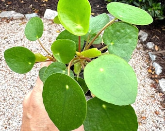 Chinese Money Plant Starter