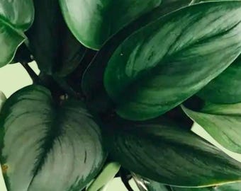 Sterling Silver Scindapsus (Moonlight)