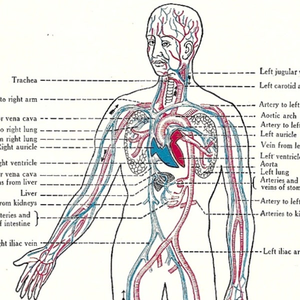Circulatory System .. 1929 Antique Book Plate