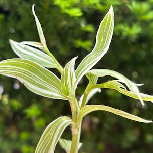 Tradescantia White Pistachio unrooted cutting or 3 inch pot- live plant