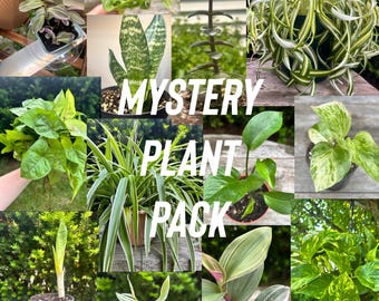 May include: A collection of various indoor plants including a spider plant, snake plant, pothos, and tradescantia, displayed in a collage format with the white text MYSTERY PLANT PACK overlaid in the center of the image.