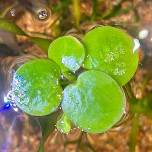 Amazon Frogbit (Limnobium laevigatum) - floating aquarium plant