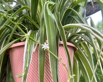 Variegatum Spider Plant - Chlorophytum Comosum - 3 Inch Pot or Baby Plant