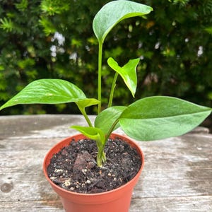 May include: A small potted plant with vibrant green leaves. The plant is in a terracotta-colored plastic pot filled with dark soil. The background features a blurred view of green foliage, suggesting an outdoor setting.