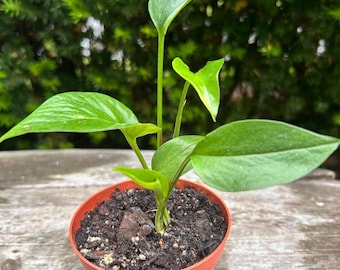 Variegated Golden Pothos Starter Plant or Cutting - 2,3,4 inch pots and cuttings