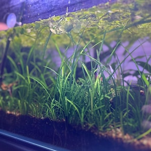 May include: Close-up of aquatic plants, featuring vibrant green grass-like foliage. The image showcases a lush underwater environment with various plant species, creating a natural and thriving ecosystem. The plants are in a glass tank.