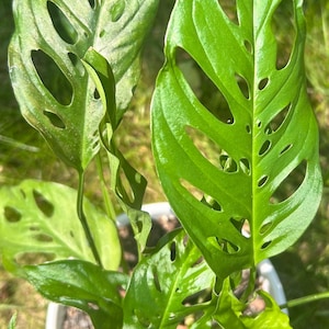 May include: A vibrant green Monstera Adansonii plant with distinctive hole-filled leaves. The plant is potted in a white container, set against a backdrop of green grass, showcasing its lush, tropical appearance.
