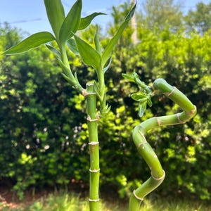 Lucky Bamboo (Dracaena sanderiana) - straight or curly (16+ inches tall) well rooted