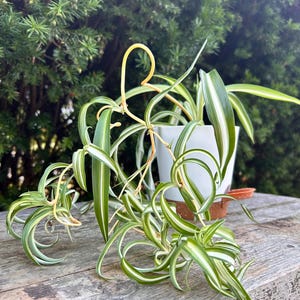 Bonnie Curly Spider Plant Potted or Hanging Plants (Chlorophytum comosum) - Easy Grow