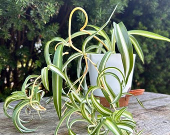 Bonnie Curly Spider Plant Potted or Hanging Plants (Chlorophytum comosum) - Easy Grow