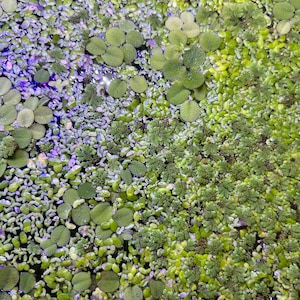 May include: A close-up of a variety of green aquatic plants growing in a pond. The plants are a mix of different shapes and sizes, with some having round leaves and others having long, thin leaves.