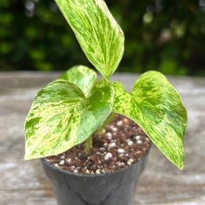 Snow Queen Pothos Cutting w/Roots or potted - Rooted Cutting - 2/3/4 inch pot