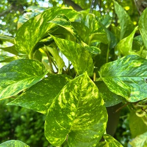 Variegated Giant Hawaiian Pothos Starter Plant or Cutting w/roots