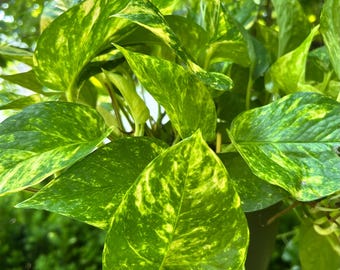 Variegated Giant Hawaiian Pothos Starter Plant or Cutting w/roots