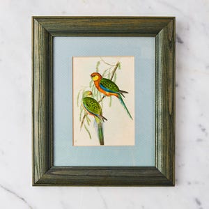 Antique John Gould Parrot Print: Framed Australian Rosellas Bird Art